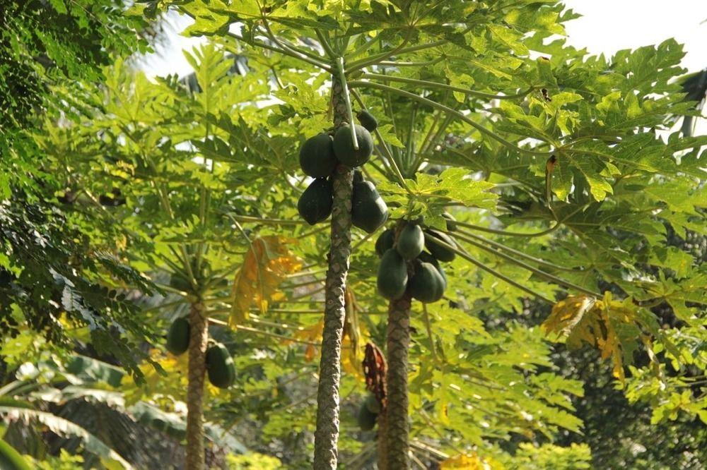 Plantation Villa Kalutara Esterno foto